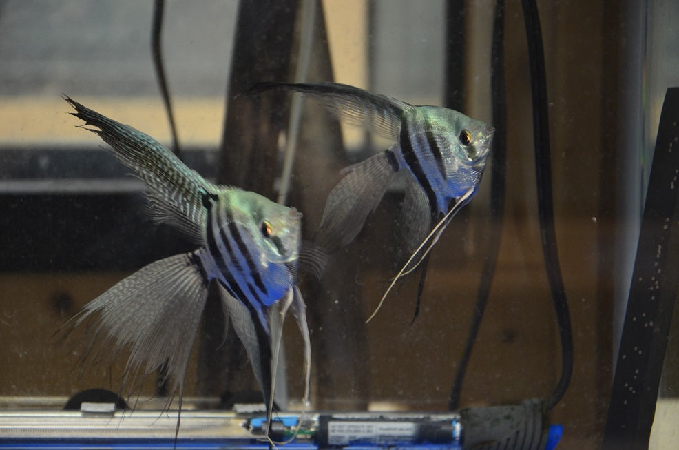 Blue Veil Tail Angelfish (4-5cm) - Home Bred