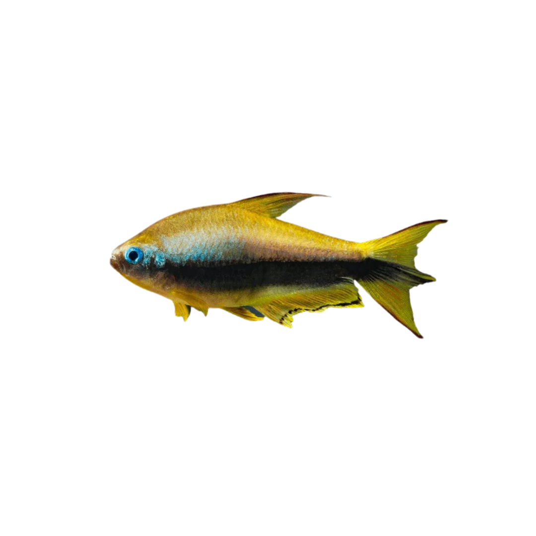 Gold Emperor Tetra - 5cm (Nematobrycon palmeri) (Live Fish)