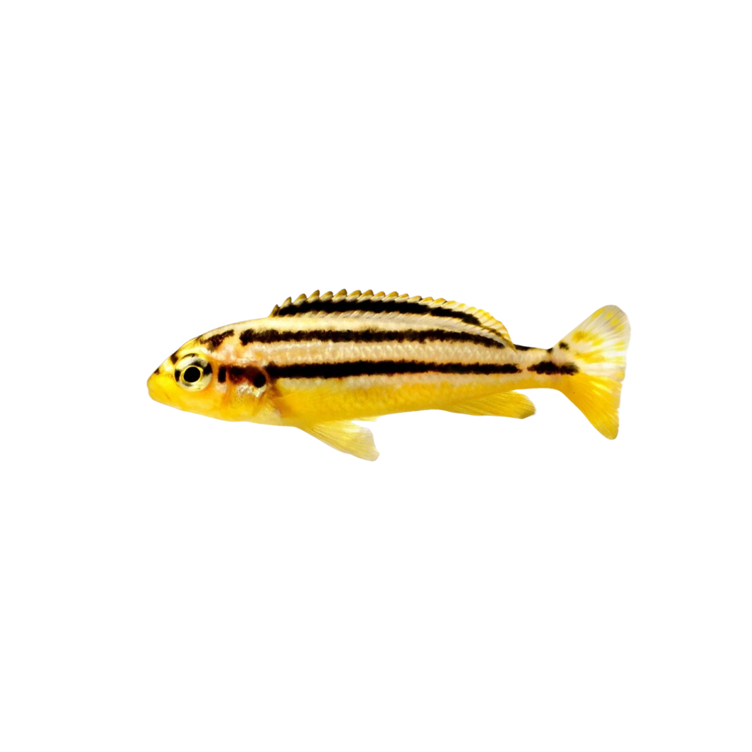 Golden Mbuna - 4.5cm (Melanochromis auratus) (Live Fish)