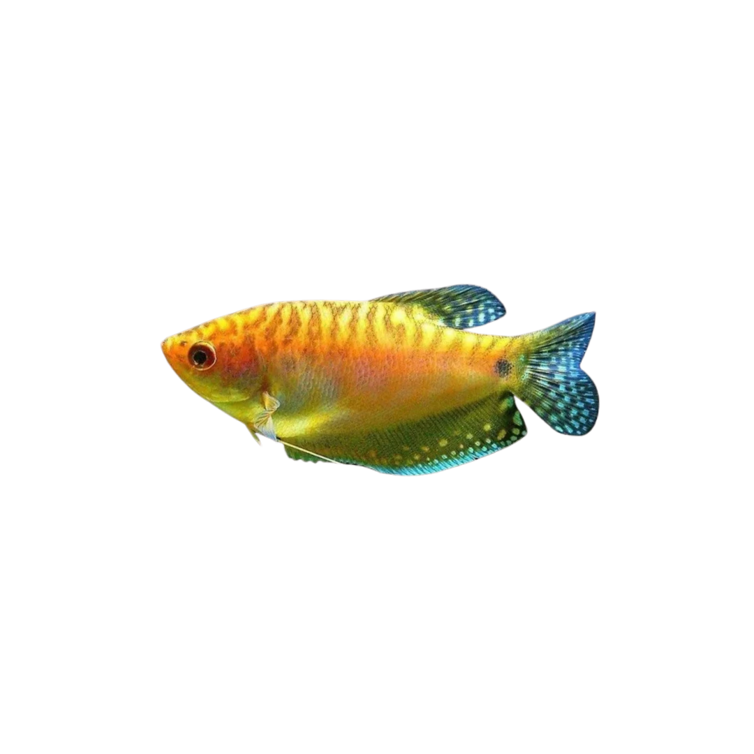 Gold Gourami - 8cm (Trichopodus trichopterus) (Live Fish)