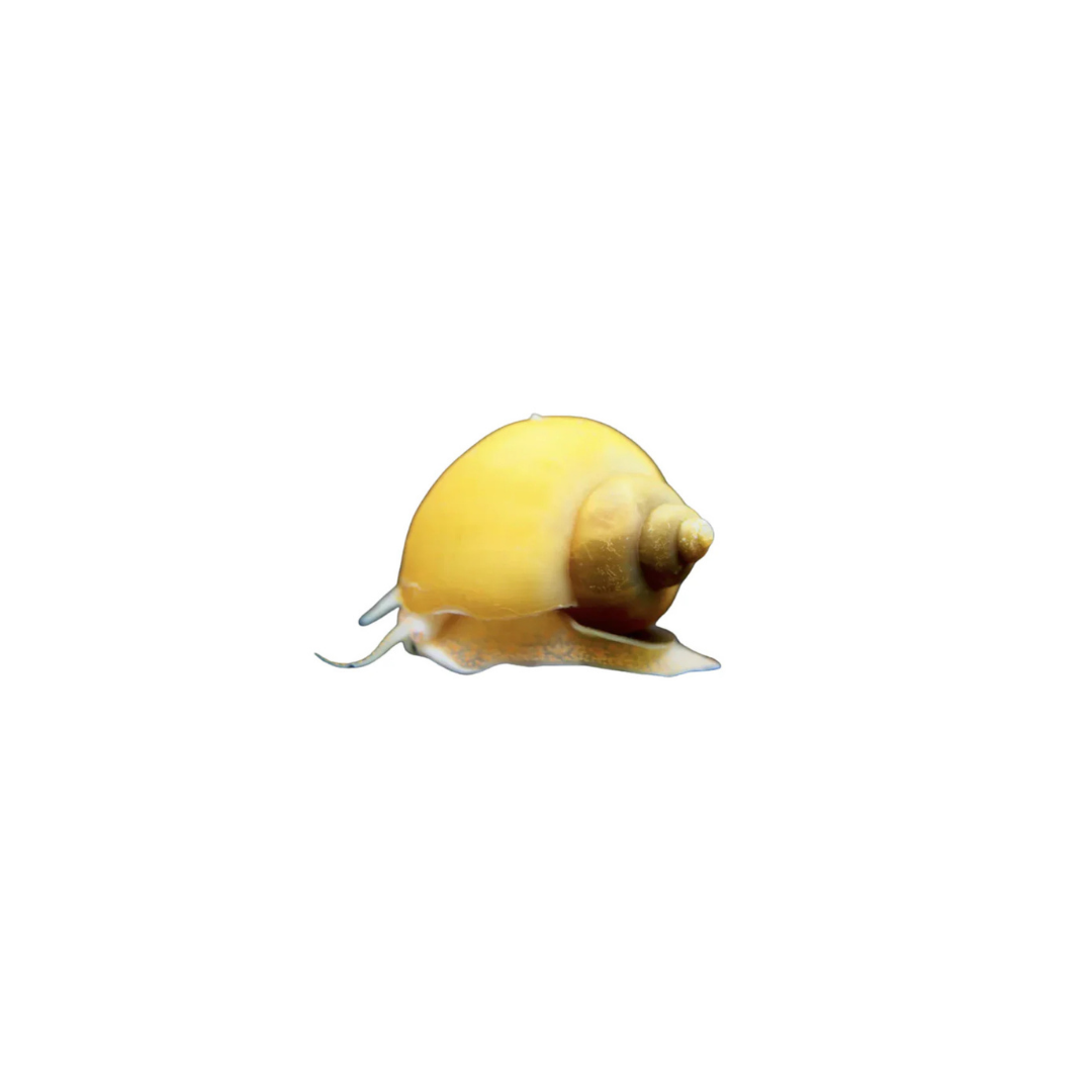 Gold Mystery Snail - Medium (Live Snail)