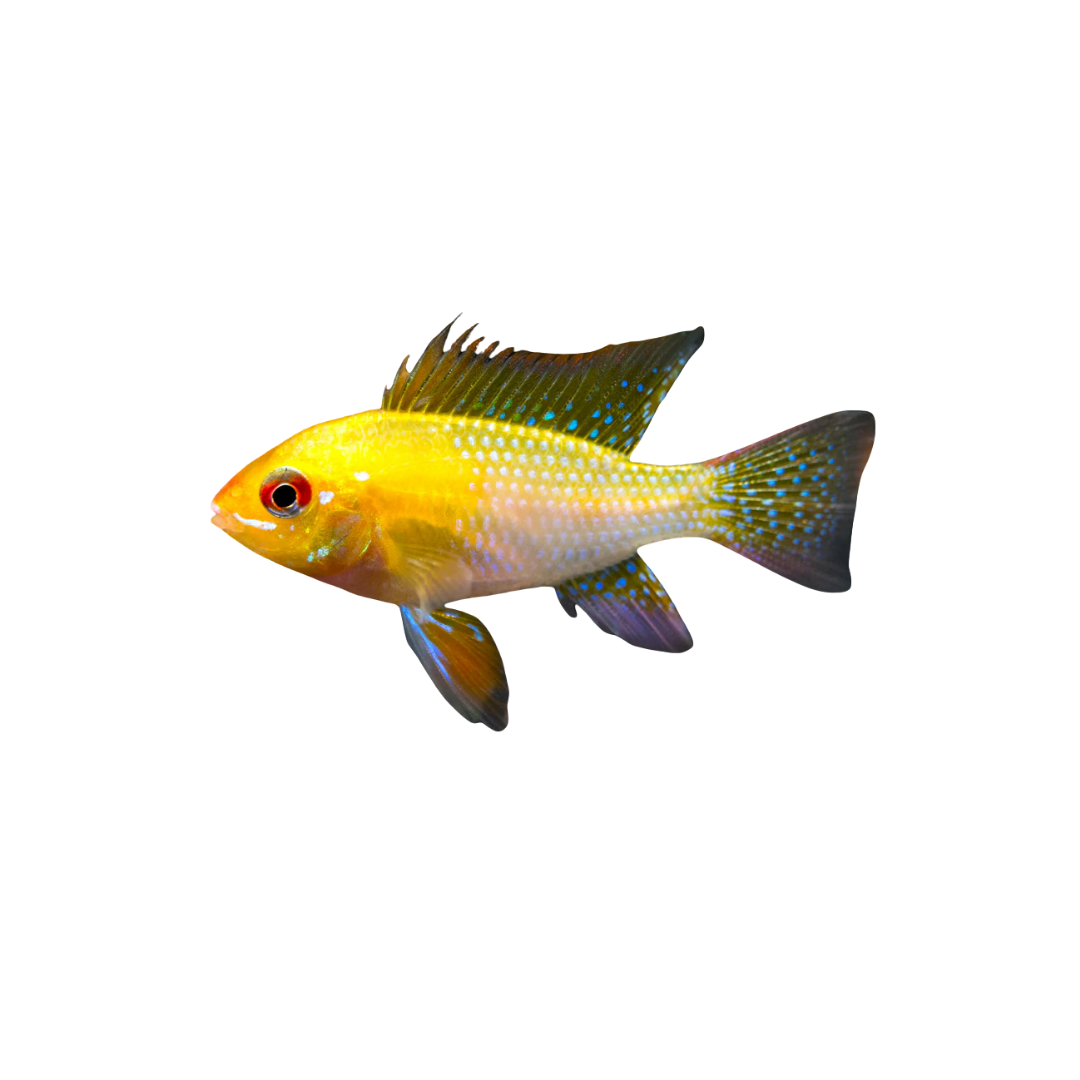 Gold Ram - 4cm (Mikrogeophagus ramirezi) (Live Fish)