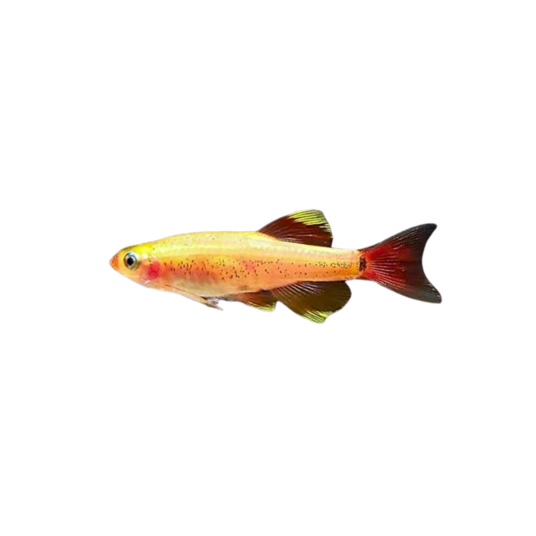 Gold White Cloud Minnow - 2cm (Tanichthys albonubes) (Live Fish)