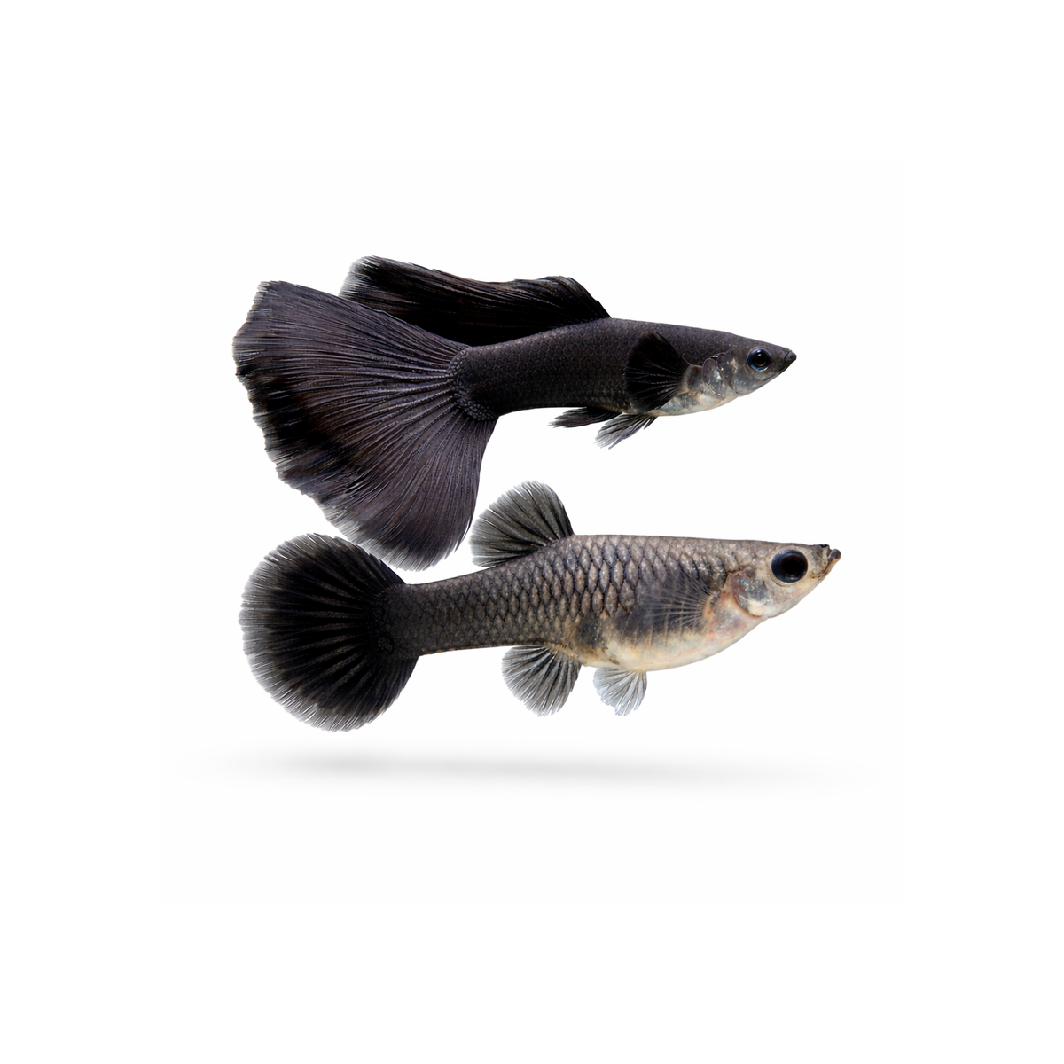 Black Moscow Guppy (Live Fish) - Bred By Nick