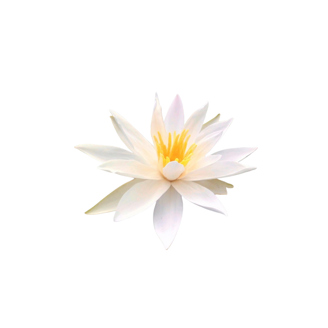 Hairy Water Lily (Nymphaea sp.) (Live Plant)