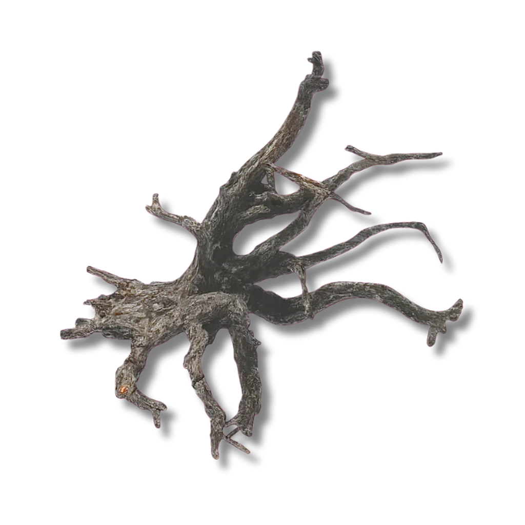 Dalua Haunted Wood