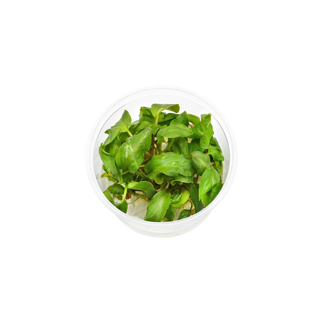 Lagenandra meeboldi (Bleeding Heart) | Tissue Culture