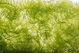 Hornwort Clumps - Big Handful!