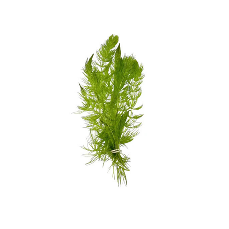 hornwort
