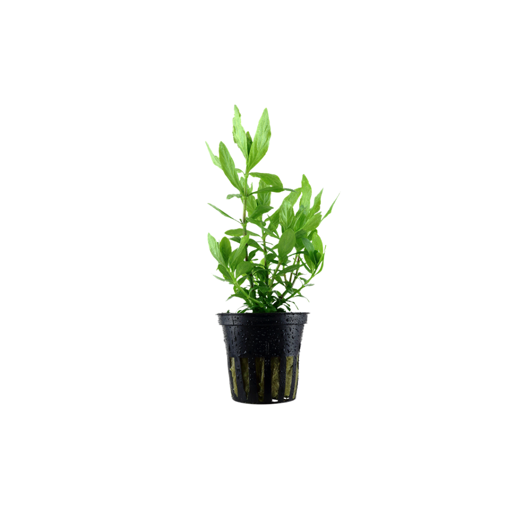 Hygrophila polysperma (Live Plant)