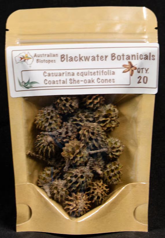 Coastal She-Oak Cones (Casuarina Equisetifolia) | 20pk