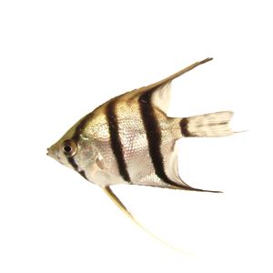 Peruensis Altum Angelfish (5cm)