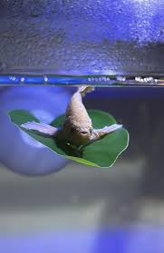 Betta Leaf Hammock