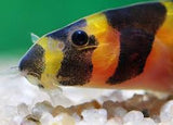 Striped Kuhli Loach (3-4cm)