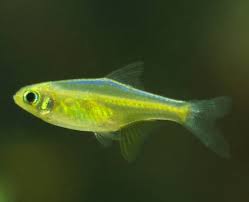 Neon Green Rasbora (1.5cm)