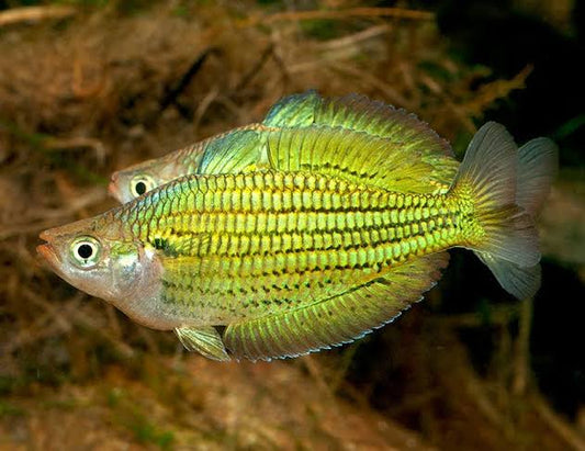 Fly River Rainbowfish (Melanotaenia sexlineata) (4cm) - Home Bred