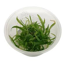 Echinodorus Bolivianus Rusby | Tissue Culture