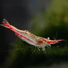 Darwin Red Nose Algae Shrimp