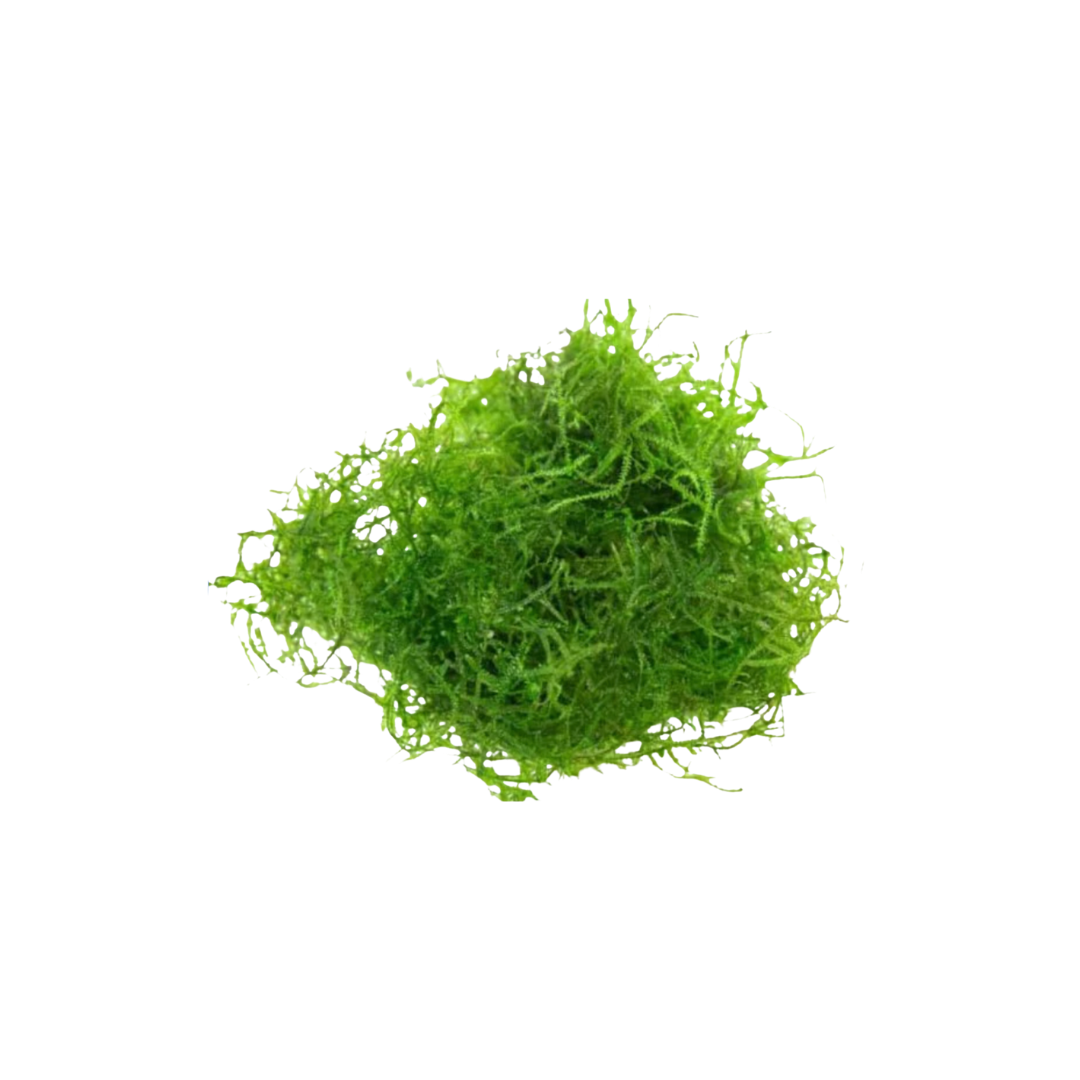 Java Moss - Bunch (Taxiphyllum barbieri) (Live Plant)