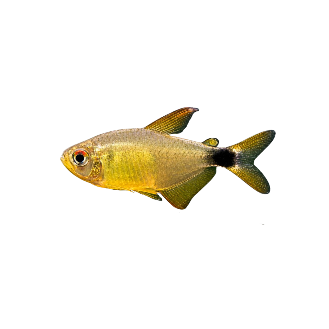 Kitty Tetra - 2cm (Hyphessobrycon heliacus) (Live Fish)