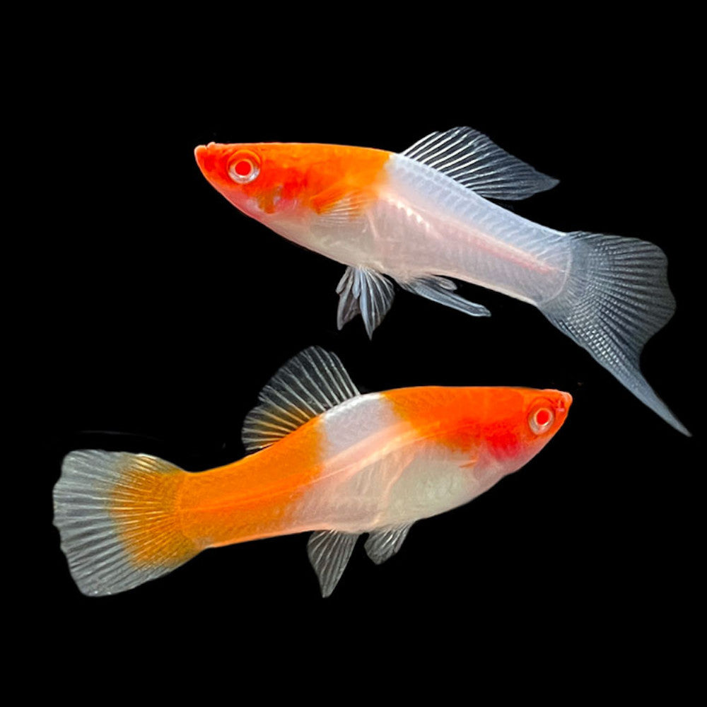 Kohaku Swordtail (4cm)