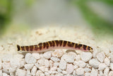Striped Kuhli Loach (3-4cm)