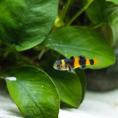Bumble Bee Goby (1.5cm)