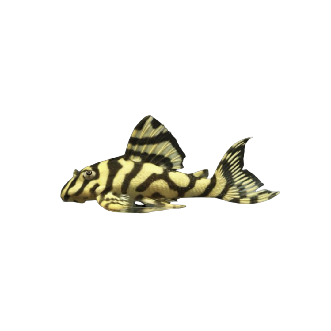 L134 Leopard Frog Pleco - 4cm (Peckoltia compta) (Live Fish)