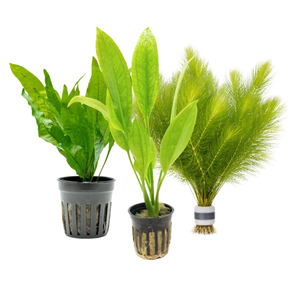 AQUATIC PLANTS
