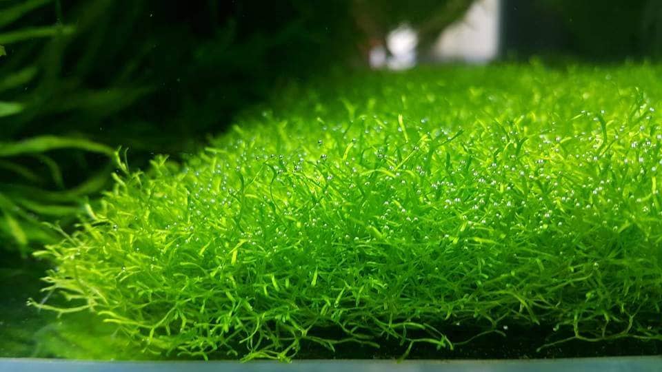 Riccia