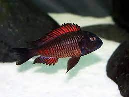 Tropheus Moliro