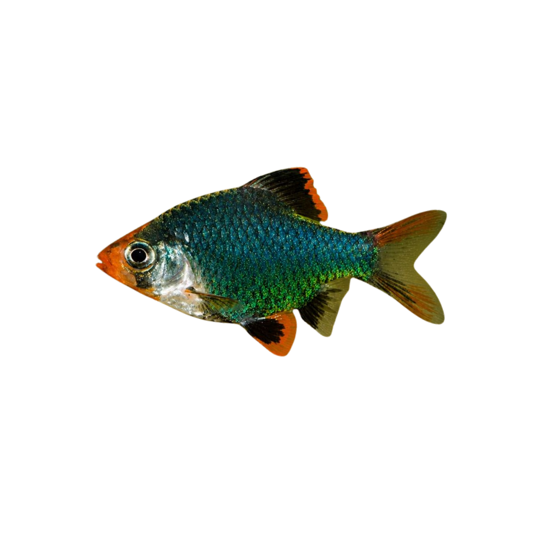 Moss Green Tiger Barb - 3cm (Puntigrus tetrazona) (Live Fish)