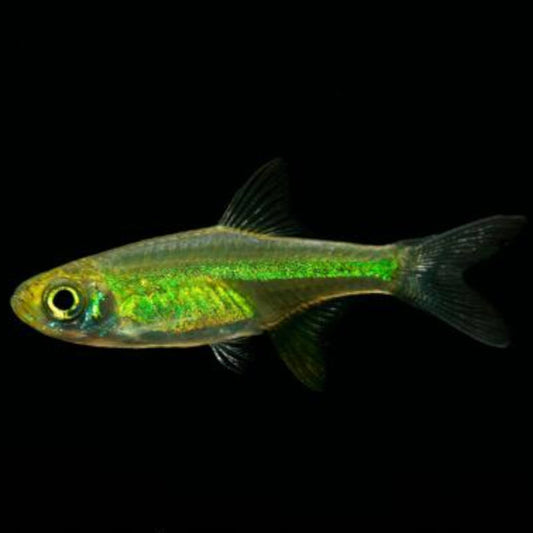 Neon Green Rasbora (1.5cm)