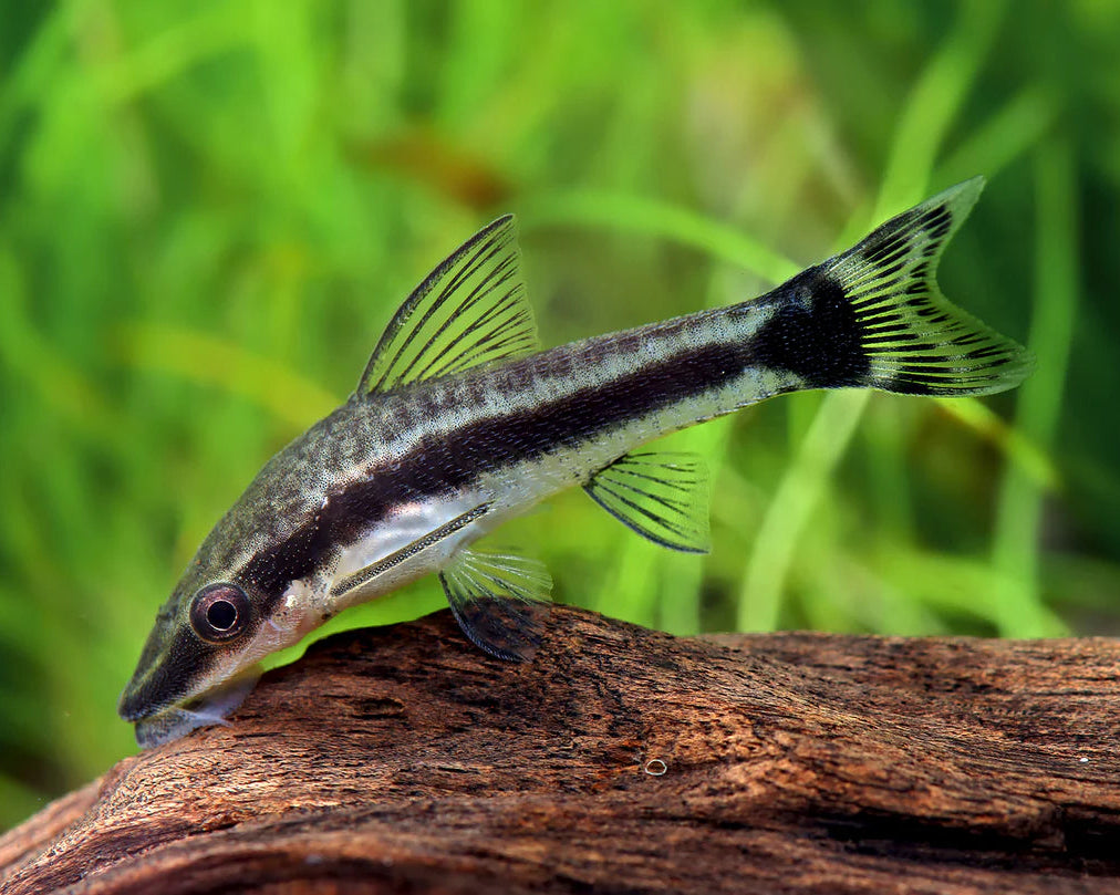 Otocinclus Catfish (Live Fish)