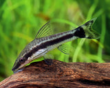 Otocinclus Catfish - 3.5cm (Live Fish)