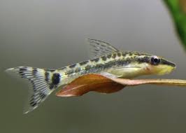 Otocinclus