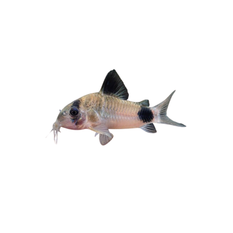 Panda Corydoras