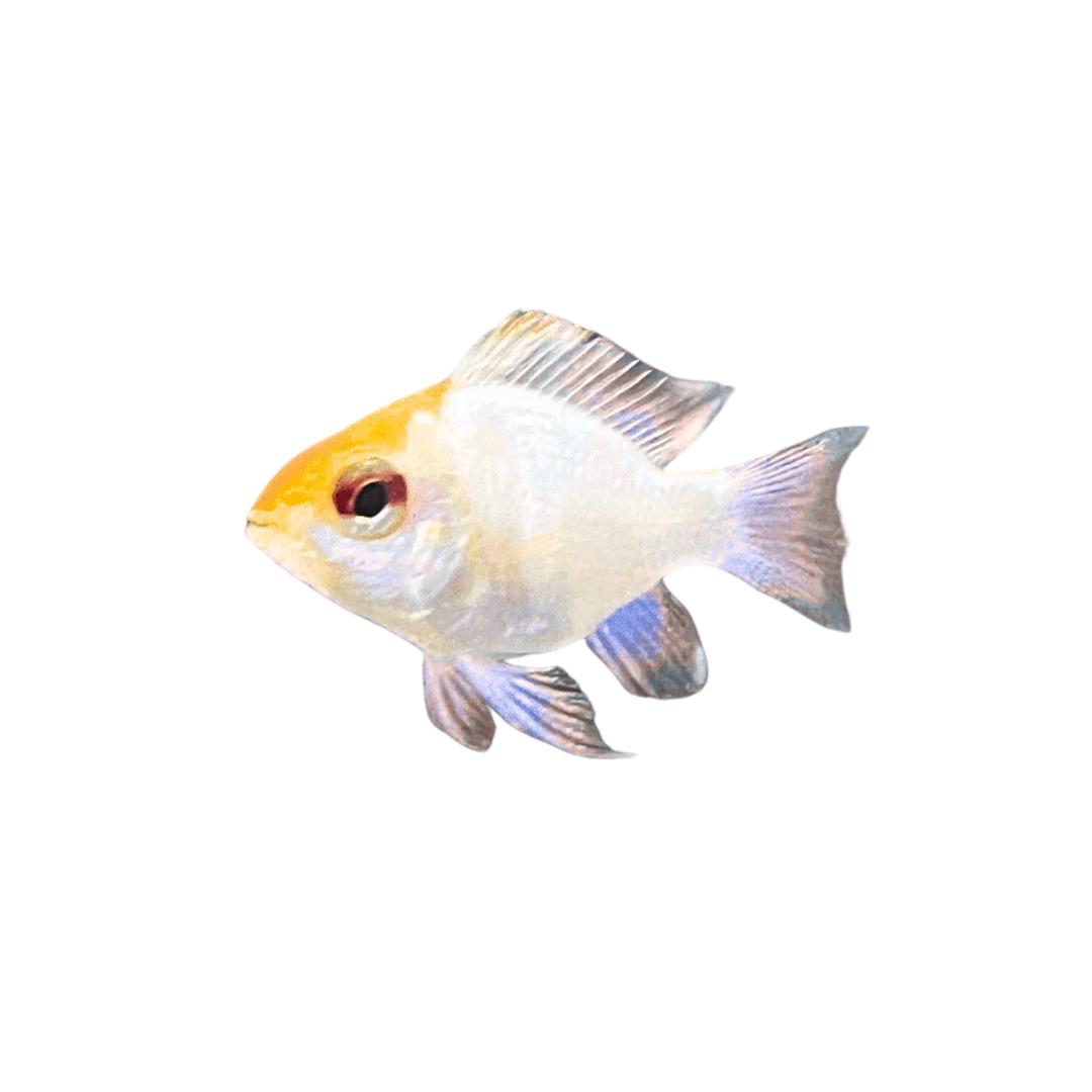 Platinum Balloon Ram - 4cm (Mikrogeophagus ramirezi) (Live Fish)