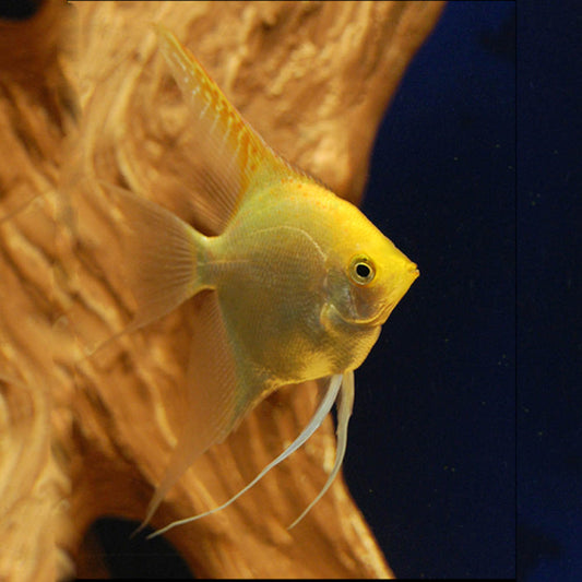 Gold Veiltail Angelfish (3.5-4cm) - Local Bred