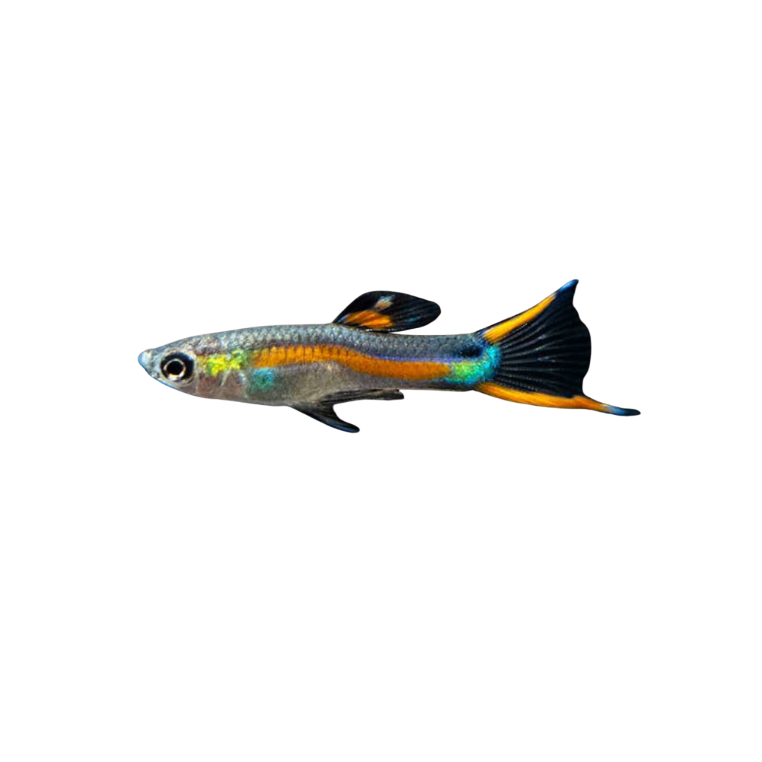 Redline Endler - Male or Pair (Poecilia wingei) (Live Fish)