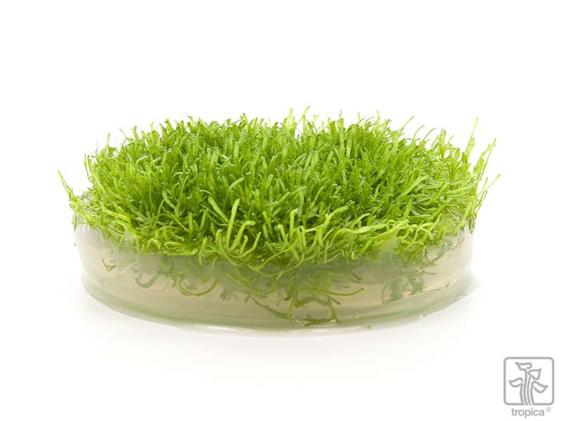 Tropica Riccia Fluitans (Tissue Culture)