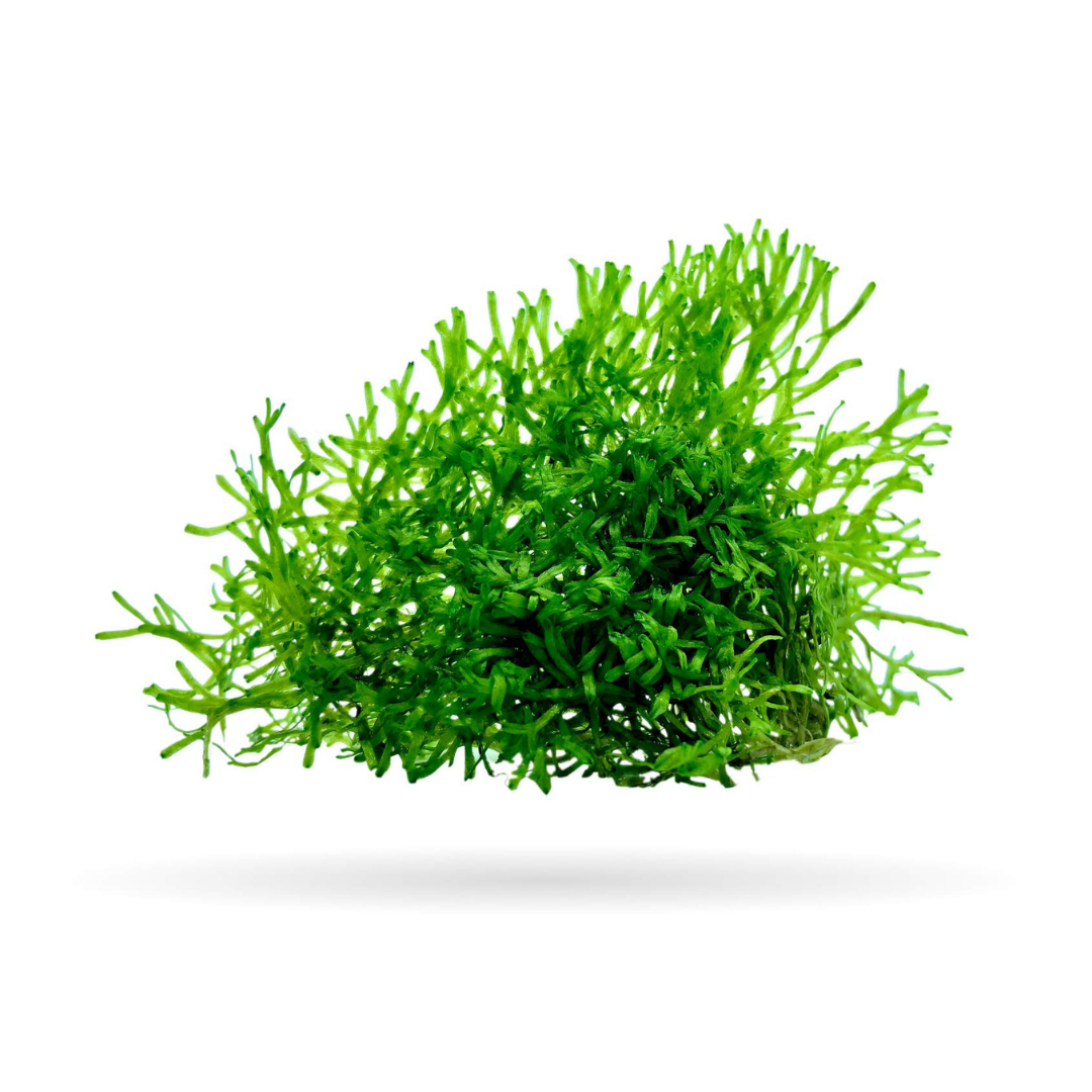 Riccia (Riccia fluitans) - Large Bunch (Live Plant)