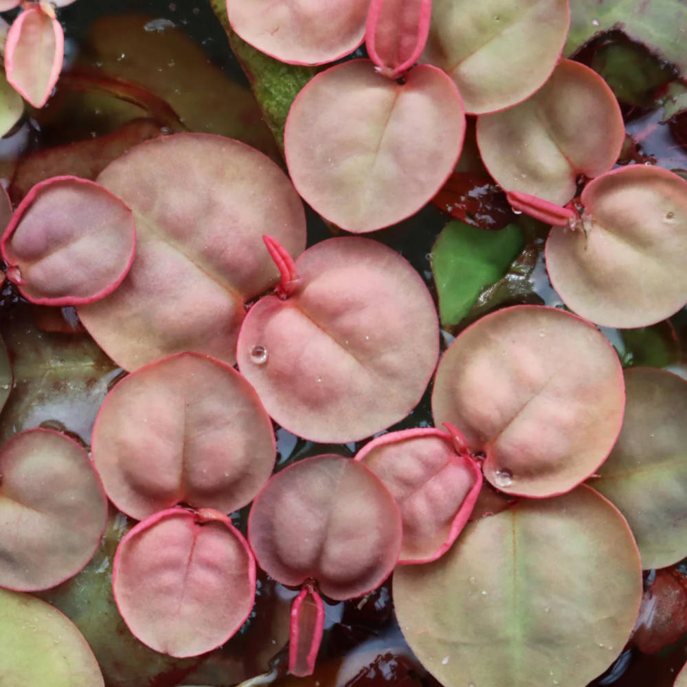 Red Root Floater