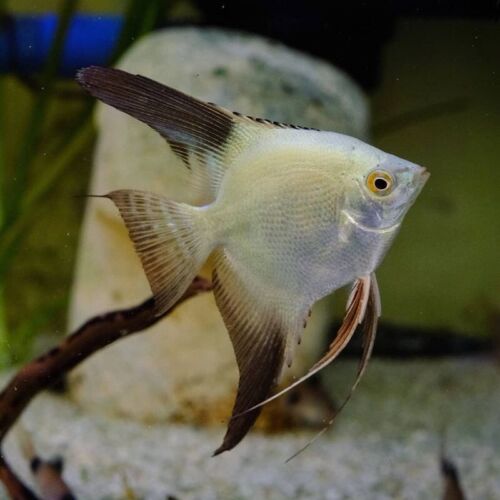 Bulgarian Green Seal Point Angelfish (3-4cm) - Home Bred
