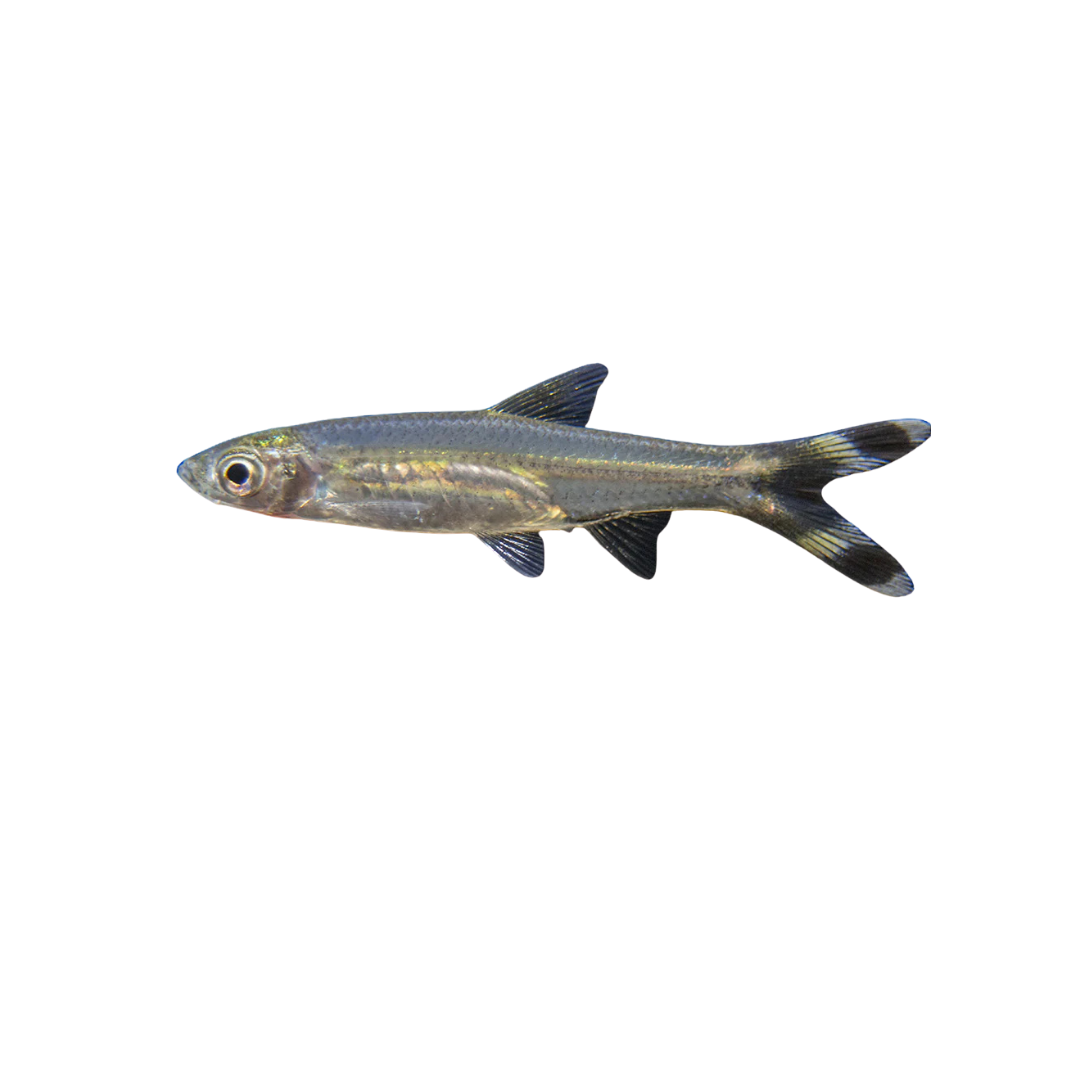 Scissortail Rasbora - 6cm (Live Fish)