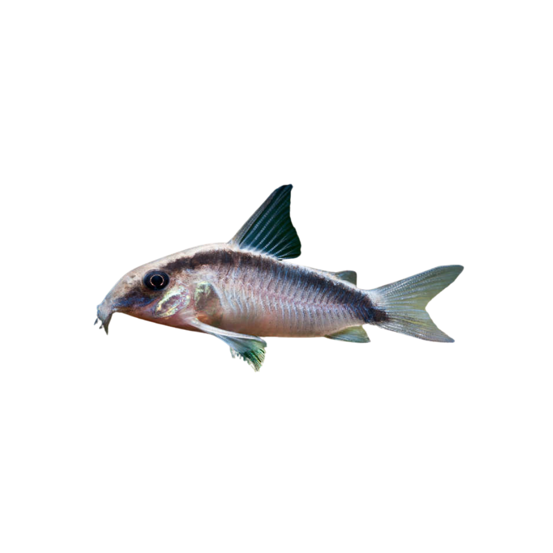 Skunk Corydoras - 4.5cm (Corydoras arcuatus) (Live Fish)
