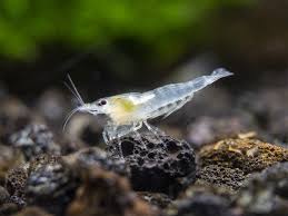 Snowball Cherry Shrimp