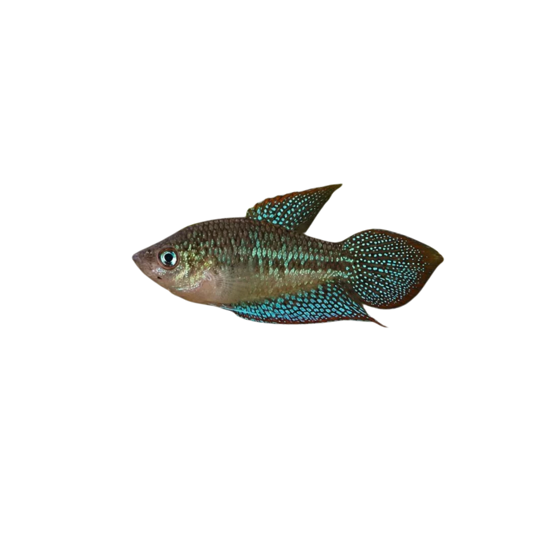 Sparkling Gourami - 2.5cm (Trichopsis pumila) (Live Fish)