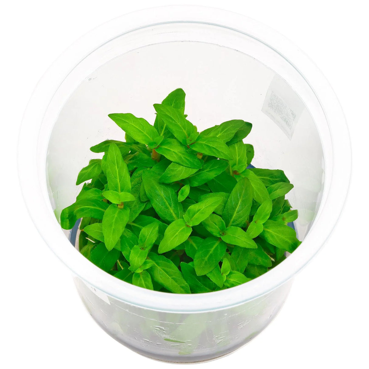Staurogyne Repens | Tissue Culture