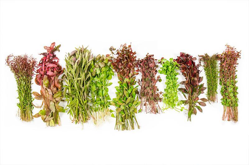 Assorted Stem Plant Bunch